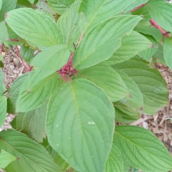 Cornus sericea Levél