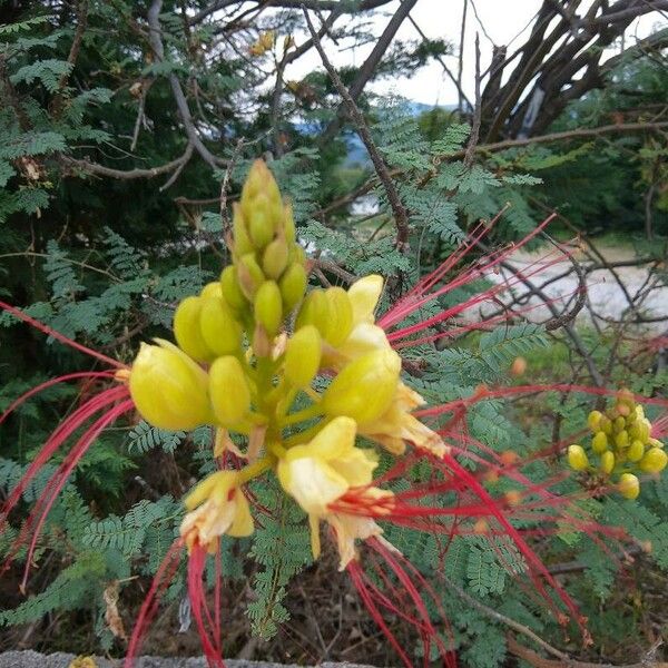 Caesalpinia gilliesii Flors