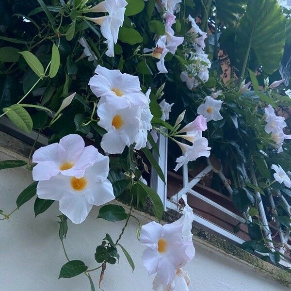 Mandevilla laxa Blomst