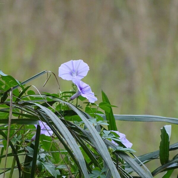 Ipomoea cairica 形态