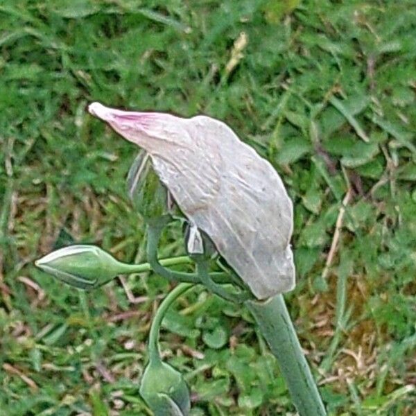 Allium siculum Blodyn