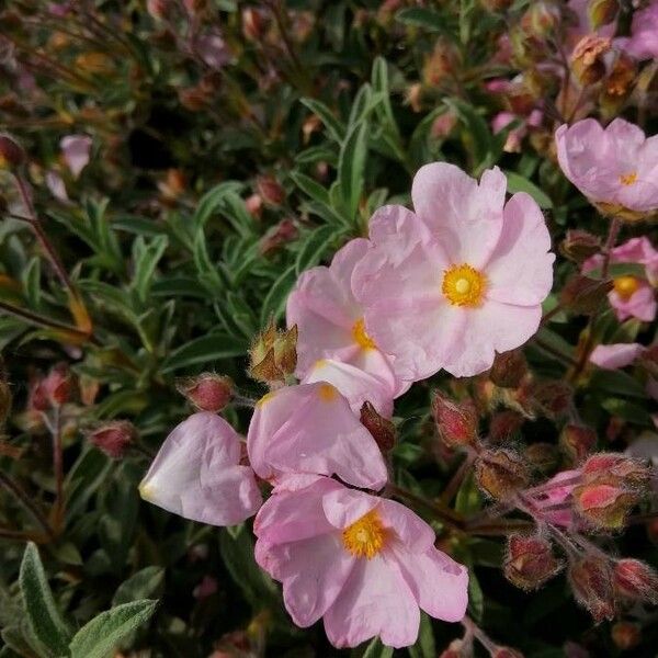 Cistus parviflorus Fleur