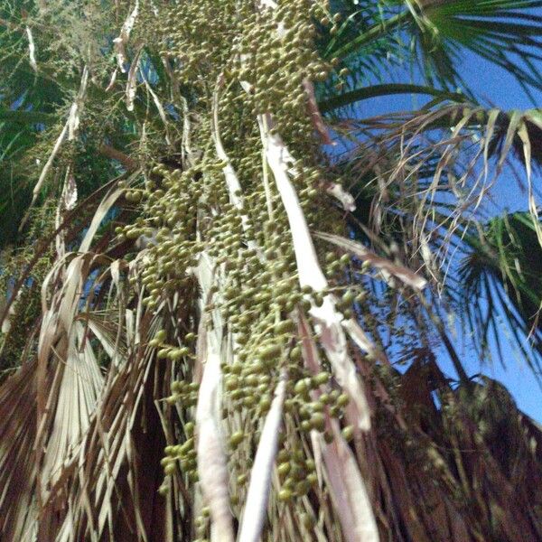 Copernicia alba Fruit