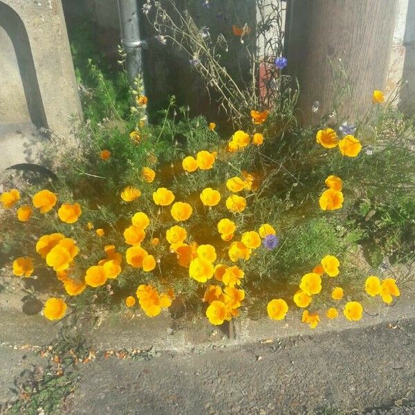 Eschscholzia californica Flower