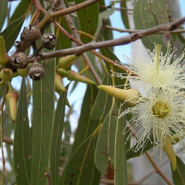 Eucalyptus tereticornis Flor