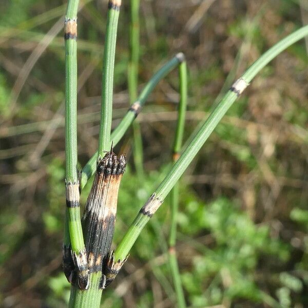 Equisetum ramosissimum Folha