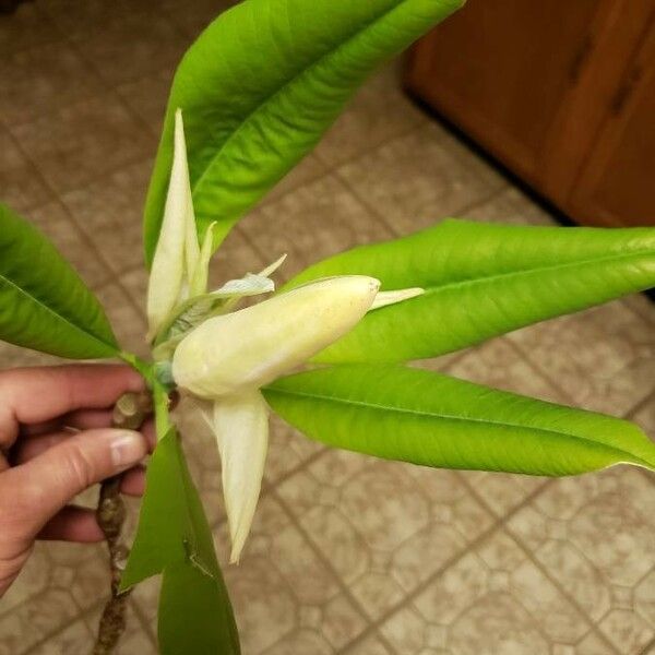 Magnolia fraseri Flower