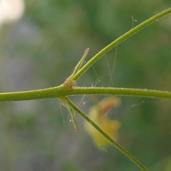 Thalictrum minus Corteccia