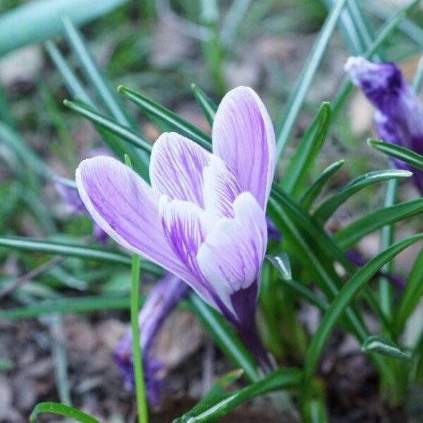 Crocus versicolor Virág