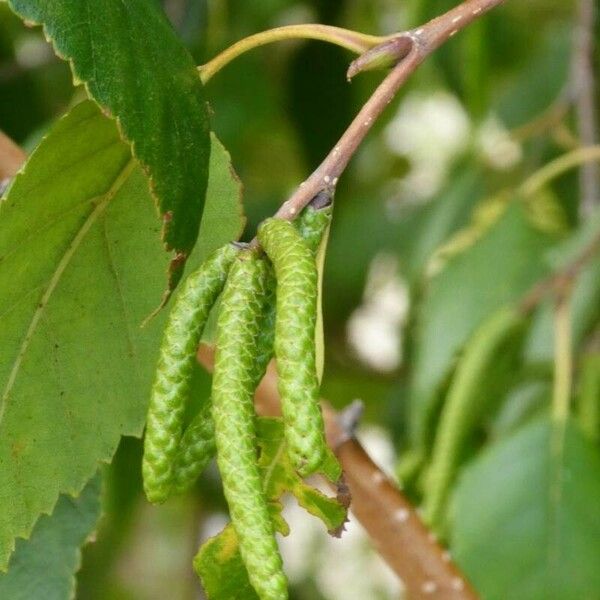 Betula utilis 花