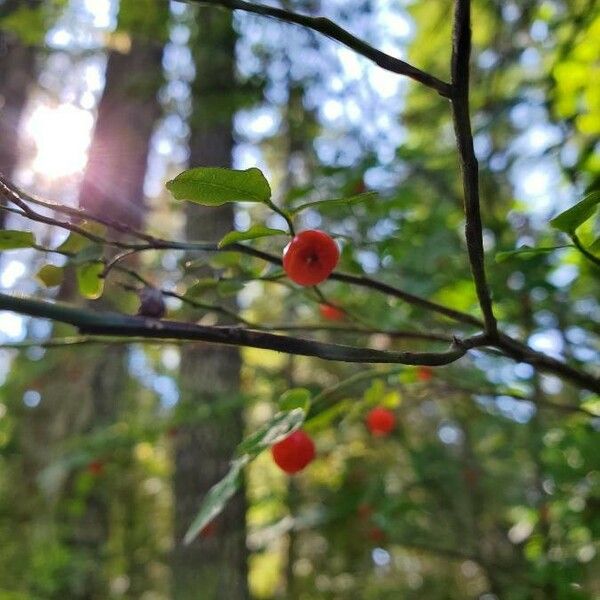 Vaccinium parvifolium Frukt