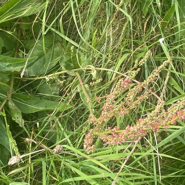 Rumex acetosa Habit