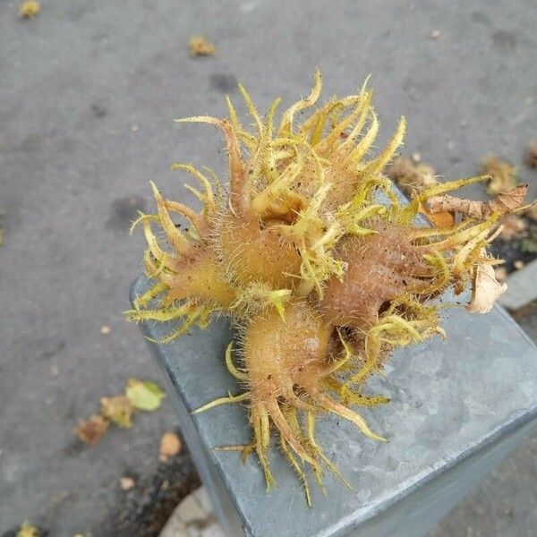 Corylus colurna 果