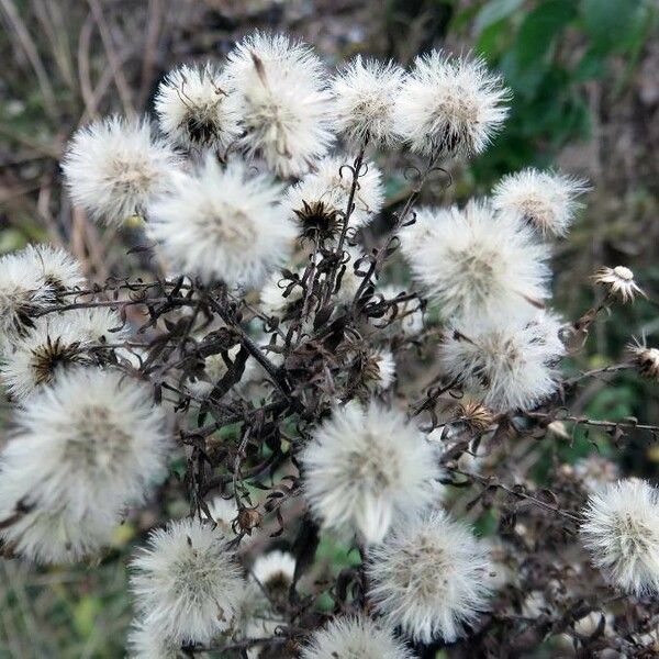 Petasites paradoxus Fruit