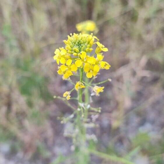 Sisymbrium loeselii ফুল