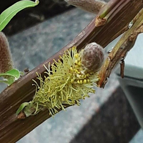 Salix triandra പുഷ്പം