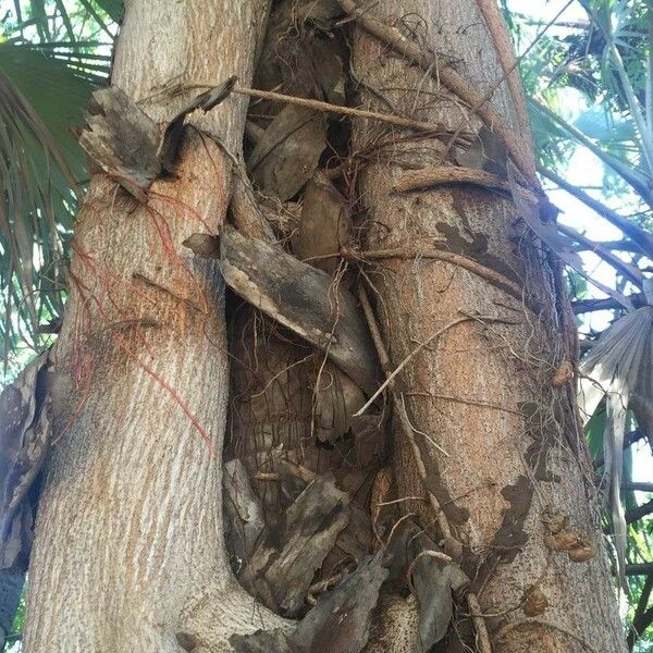 Ficus thonningii Bark