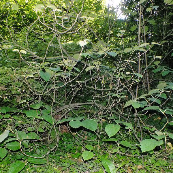 Viburnum lantanoides ᱛᱟᱦᱮᱸ