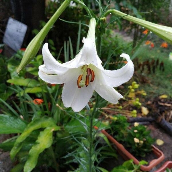 Lilium formosanum Kvet