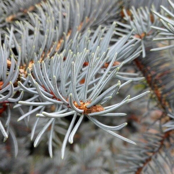 Picea pungens ഇല