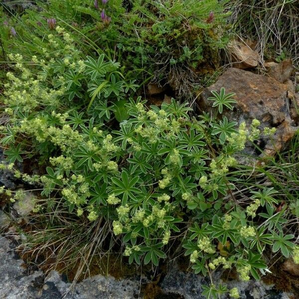 Alchemilla alpigena Cvet