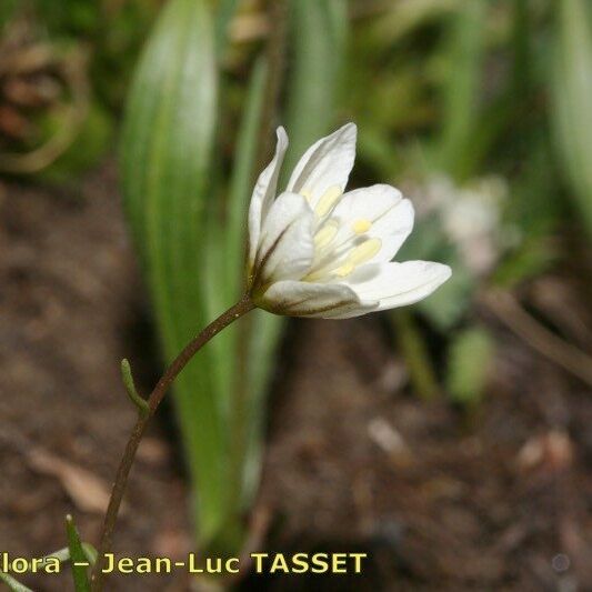 Gagea serotina Flower