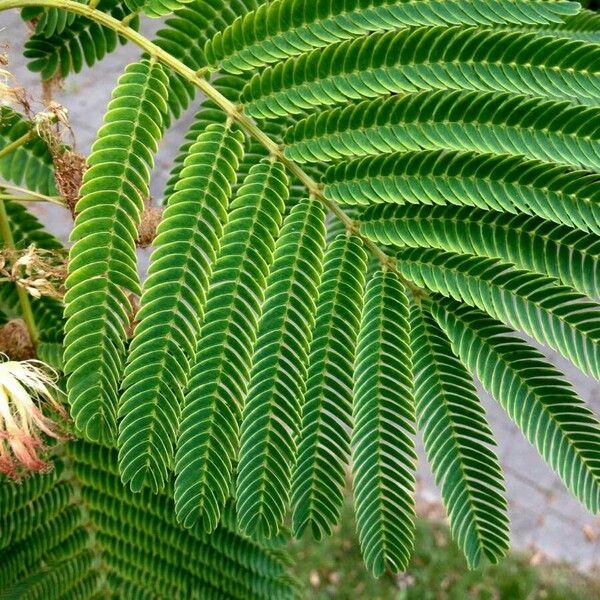 Albizia julibrissin Folla