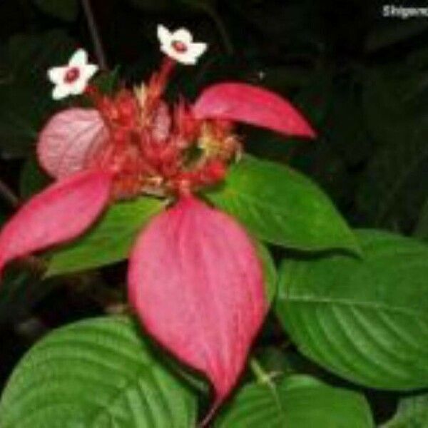 Mussaenda erythrophylla Flower