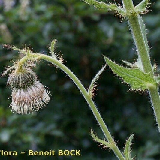 Cirsium carniolicum Sonstige