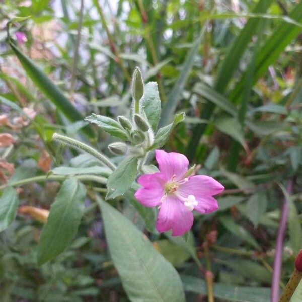 Epilobium hirsutum Blüte