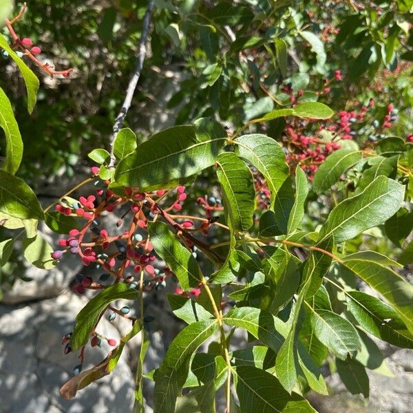 Pistacia terebinthus Owoc