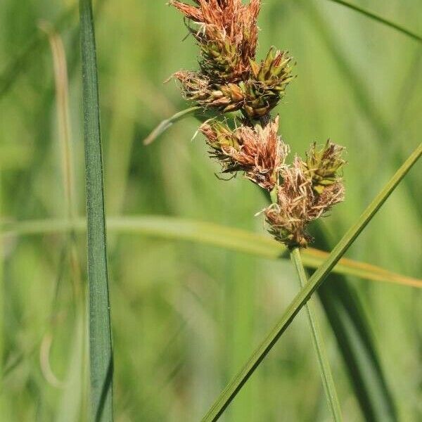 Carex disticha Flor