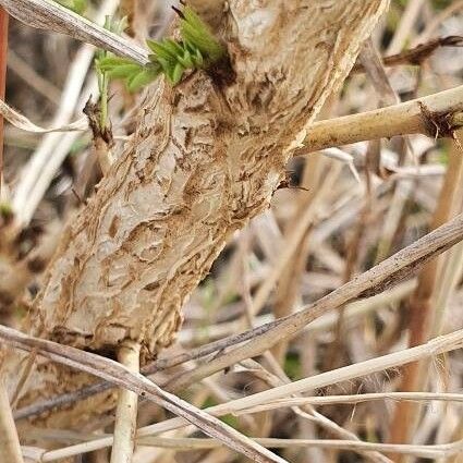 Ormocarpum kirkii Bark