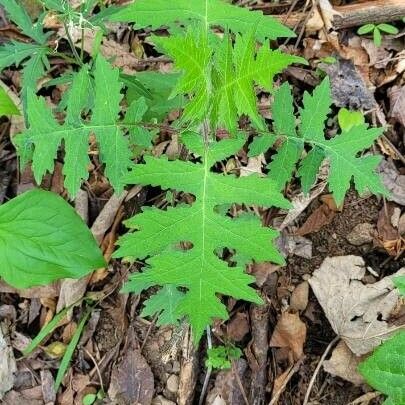 Polymnia canadensis List