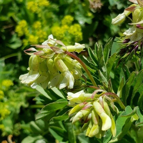 Astragalus frigidus Flower