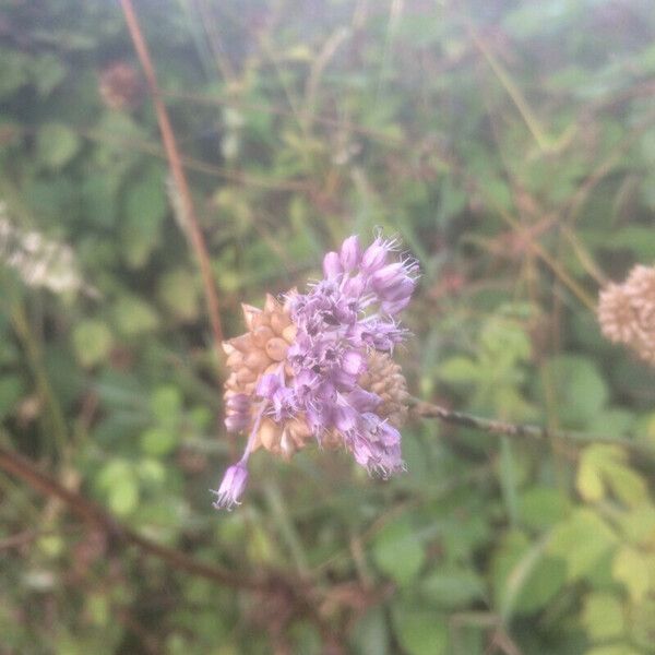 Allium vineale Blüte