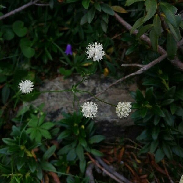 Astrantia minor Кветка