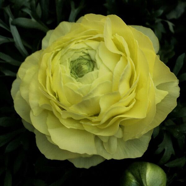 Ranunculus asiaticus Blomma