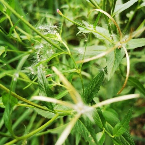 Epilobium parviflorum Frukt