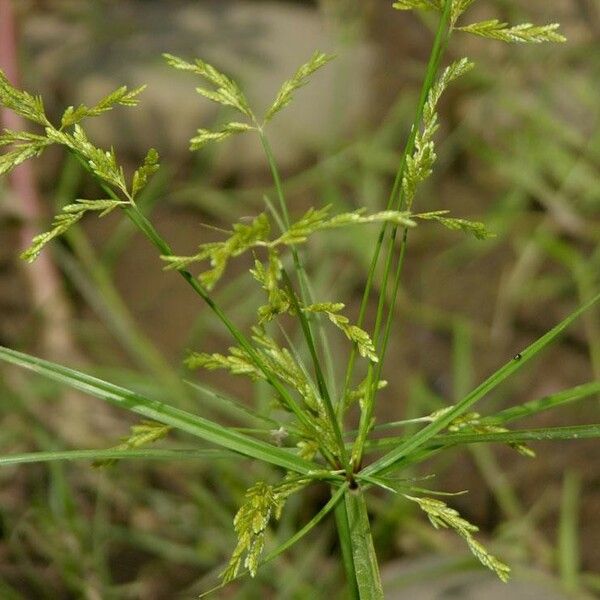 Cyperus iria 其他