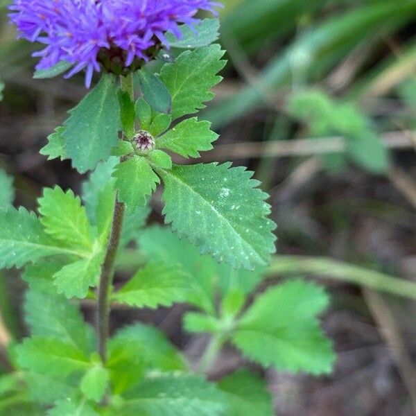 Centratherum punctatum Leaf