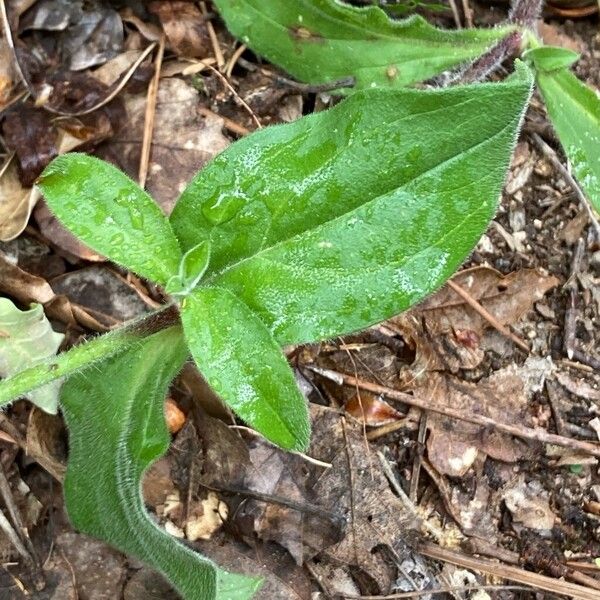 Silene dichotoma Leaf