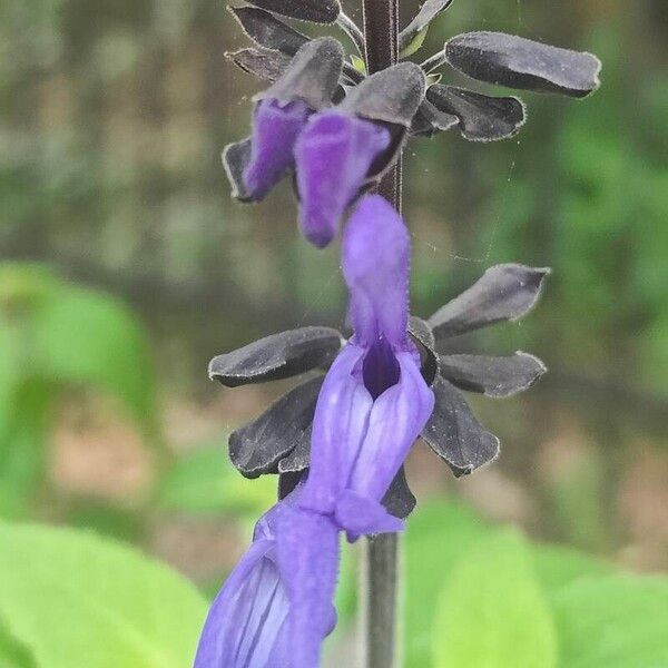 Salvia guaranitica Flower