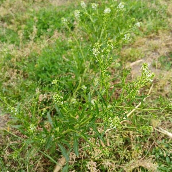 Lepidium virginicum Hábito