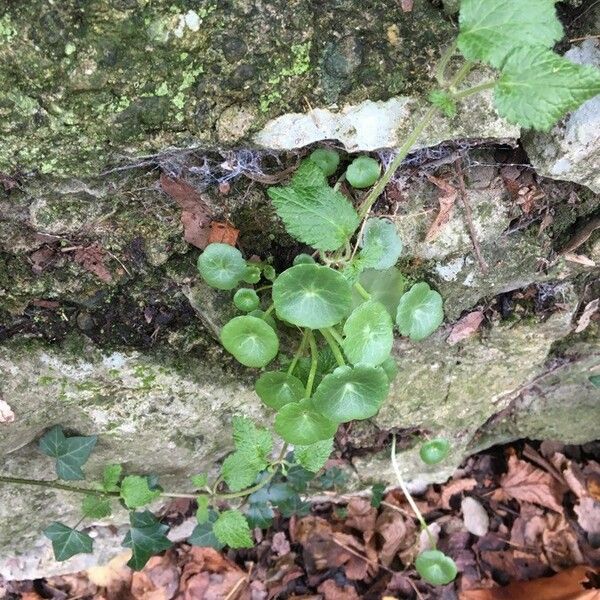 Umbilicus rupestris 葉