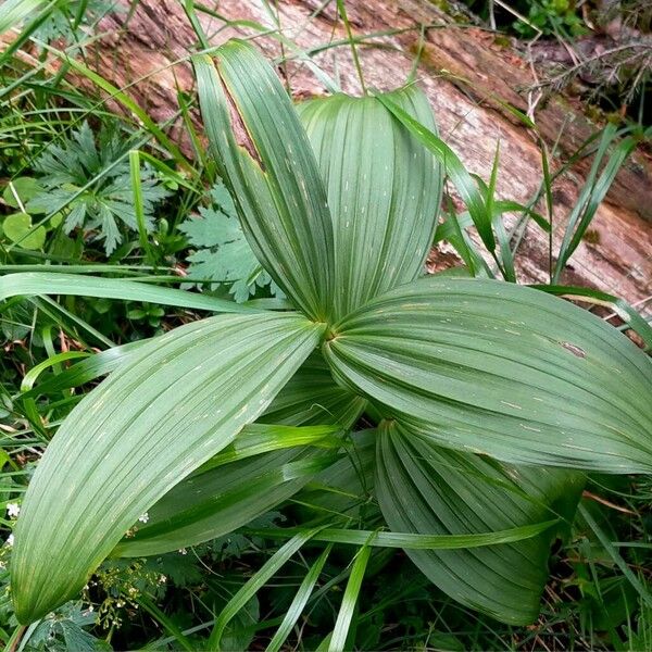 Veratrum album Листок