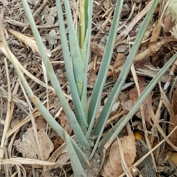 Distichlis spicata Hoja