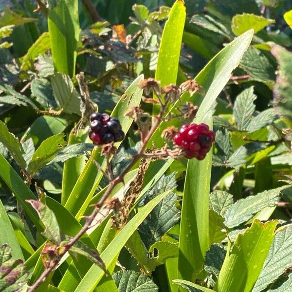 Rubus fruticosus Плод