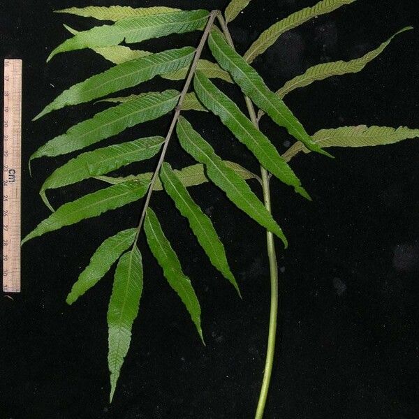 Thelypteris angustifolia Otro