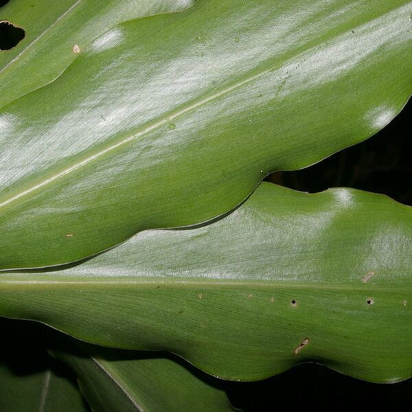 Costus wilsonii Leaf